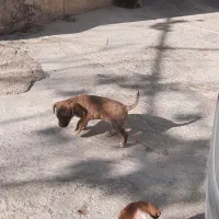 سگ پاکوتاه|سگ|آشخانه, |دیوار