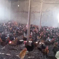 خروس و مرغ محلی و گلپایگانی دورگ|حیوانات مزرعه|شیراز, احمدی جنوبی|دیوار