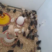 جوجه محلی (کوردی )حراج فقط۷۰