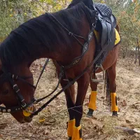 فروش اسب کهر نژاد کرد|اسب و تجهیزات اسبسواری|مراغه, |دیوار