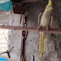 عروس هلندی