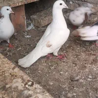 پلاکی