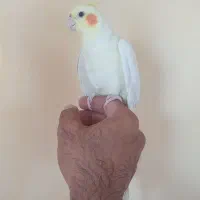 عروس هلندی و مرغ عشق|پرنده|کرمان, |دیوار