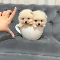 پامرانین خرسی اورجینال