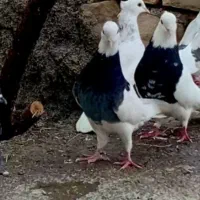 کبوتر طوقی قواره دار|پرنده|ایلام, |دیوار