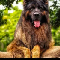 ژرمن نر|سگ|خرم‌آباد, |دیوار