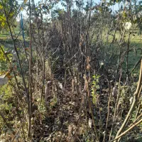 فروش نهال کبوده انگور گیلاس بادام زردآلو وغیره|خدمات باغبانی و درختکاری|میاندوآب, |دیوار