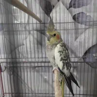 سلام عروس هلندی سالم و آواز خون با همرا بچه|پرنده|قم, کیوانفر|دیوار