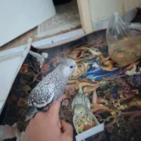 عروس هلندی گل باقالی و ایزابلا