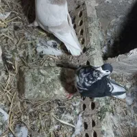 یک جفت کبوتر صده|پرنده|سبزوار, سجاد|دیوار