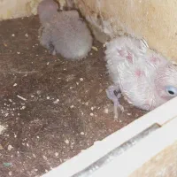 فروش یک جفت کوتوله با جوجه|پرنده|تیران, |دیوار