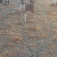 سگ گله ونگهبان بشرط|سگ|پیشخور, |دیوار