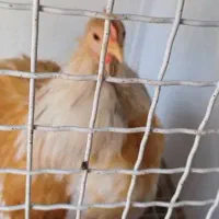 خروس کوشین رنگ لمون|حیوانات مزرعه|اردکان, |دیوار