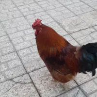 خروس چهل تاج خانگی