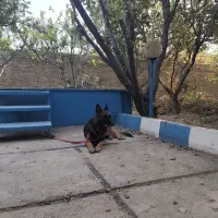 یک جفت سگ ژرمن نر و ماده|سگ|ماهدشت, |دیوار