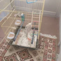 به علت کم بودجا|پرنده|بروجرد, |دیوار