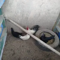 مرغ خروس زینتی مرغا. تازه ب تخم امدن.