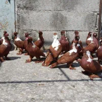 ککیلی|پرنده|اردبیل, |دیوار