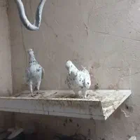 کفتر جفتگاه|پرنده|سبزوار, ایزی شهر|دیوار