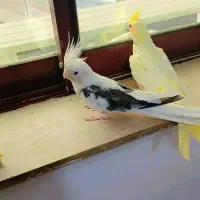 عروس هلندی همشون آرام دستی|پرنده|ماسال, |دیوار