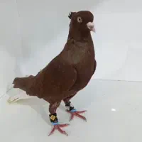 نر سرخ دم سفید|پرنده|اهواز, گلستان|دیوار