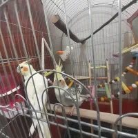 یک جفت عروس هلندی نر و ماده