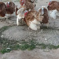 6عدد بوقلمون نر سالم چاق سرحال 6ماهه