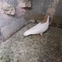 خال زرد|حیوانات|سبزوار, سیادتی|دیوار