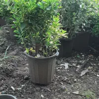 شمشادطلایی