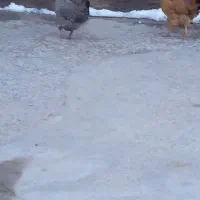 مرغ جوان|حیوانات مزرعه|خوی, |دیوار