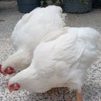 سرگرمی خوراکی