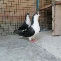ساده سیاه واکسی