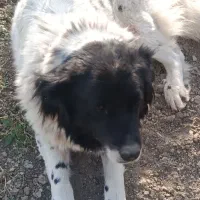 سگ ماده قدر جونی اصل و روت وایلر ماده