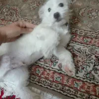 یک توله یک3ماهه شیتزو