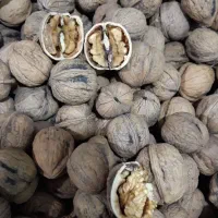 گردو درشت و ارگانیک ضیاءآباد کاملا سفید و روغنی