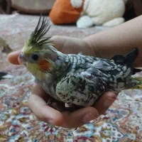 جوجه عروس هلندی