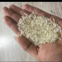 حراج برنج عنبربو،فجر،چمپا