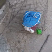 قفس کوچک با روکش ودان خوری