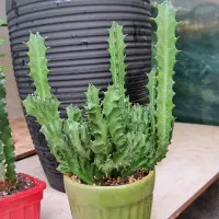 گل و گیاه آپارتمانی|گل و گیاه طبیعی|سبزوار, امیر کبیر|دیوار