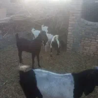 بزپاکستانی
