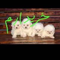 توله سگ  خوشکل فانتزی