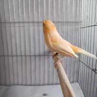 قناری نر موزاییکی|پرنده|لاهیجان, گلستان|دیوار