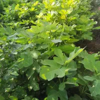 نهال پالونیا،انجیر،انار،ازگیل،نارنج و زیتون تلخ|خدمات باغبانی و درختکاری|علیآباد کتول, |دیوار