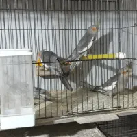 جوجه عروس|پرنده|اراک, |دیوار