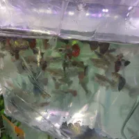 ماهی و آکواریوم|ماهی|ارومیه, |دیوار