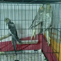 پرنده عروس|پرنده|سمنان, |دیوار