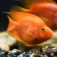 معاوضه یا فروش ماهی گوشتخوار آکواریومی