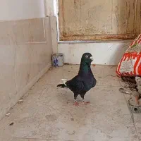 کبوتر افغان|پرنده|قرچک, قشلاق جیتو|دیوار