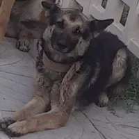 توله سگ ژرمن شپرد