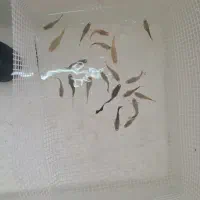 گوپی خاص کلکسیونی|ماهی|کرمان, |دیوار